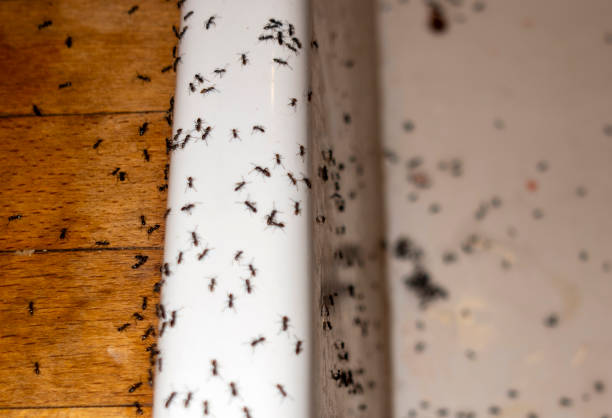 Best Cockroach Control Services  in Belle Fourche, SD