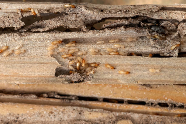 Best Bed Bug Extermination  in Belle Fourche, SD